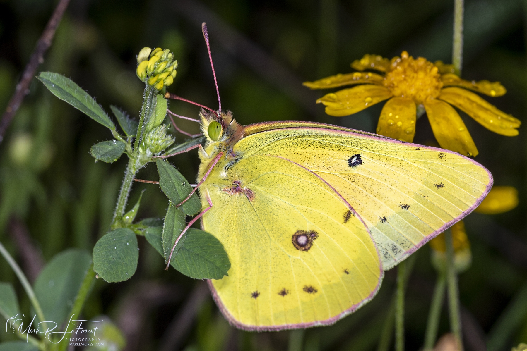Cloudless Sulphur Butterfly, Austin, Texas